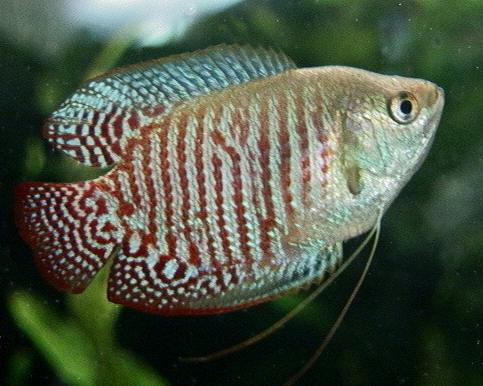 dwarf gourami male