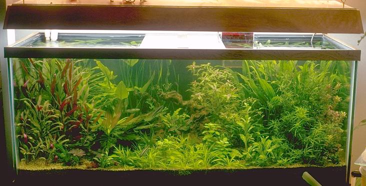 fish tank plants. Thar Darn Plant Tank: Plants