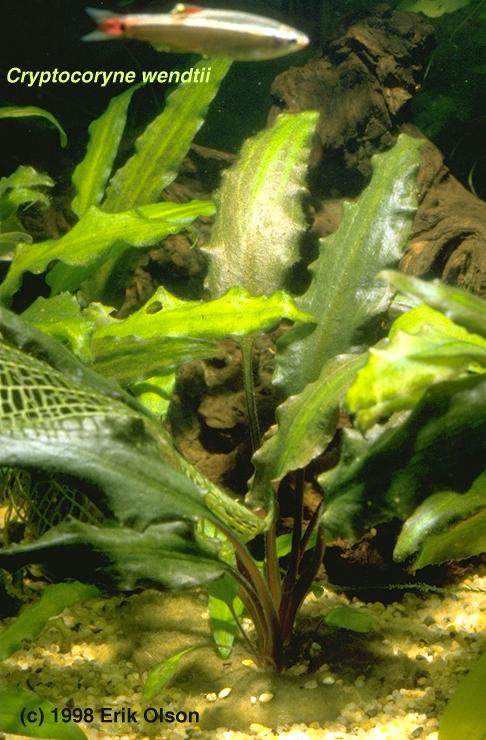 Cryptocoryne Wendtii