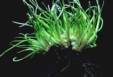 http://www.thekrib.com/Plants/Plants/NZ/isotes-wild.jpg
