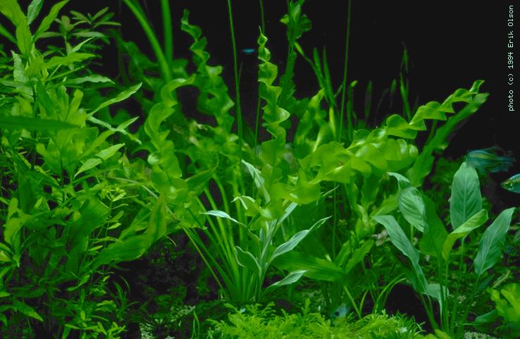 pictures of plants. community tank with some bog plants. Can you spot them?