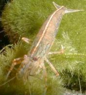 Caridina japonica