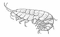 GAMMARUS