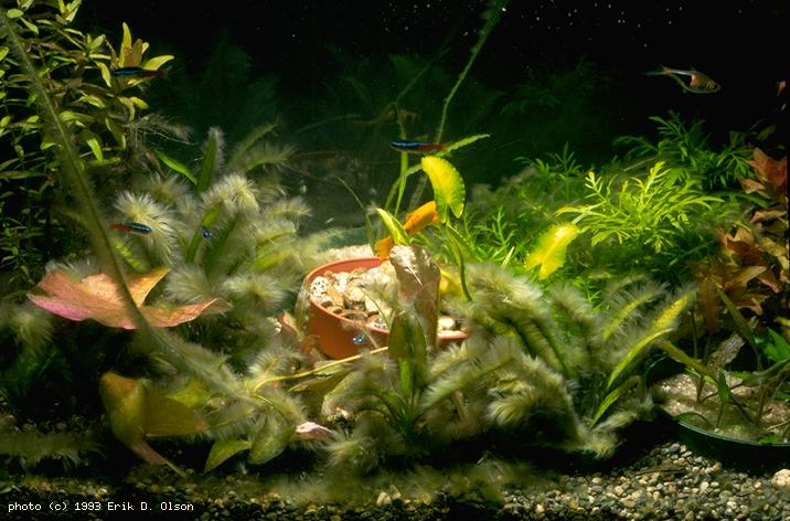 purple algae in freshwater fish tank