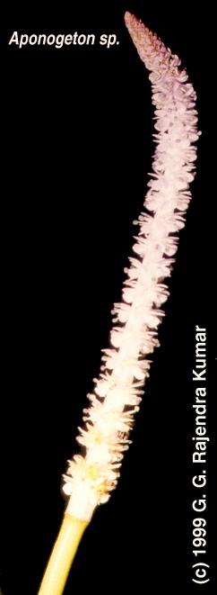 Aponogetons Găsește imagini cu aponogeton crispus. aponogetons