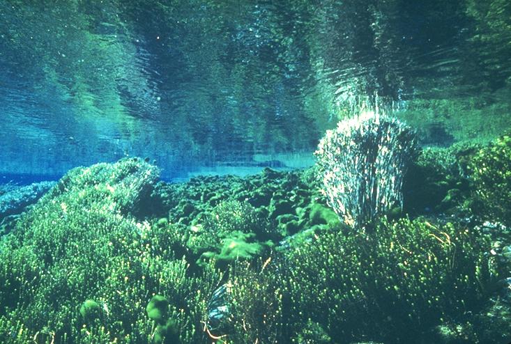 Pupu Pool New Zealand Native Plants